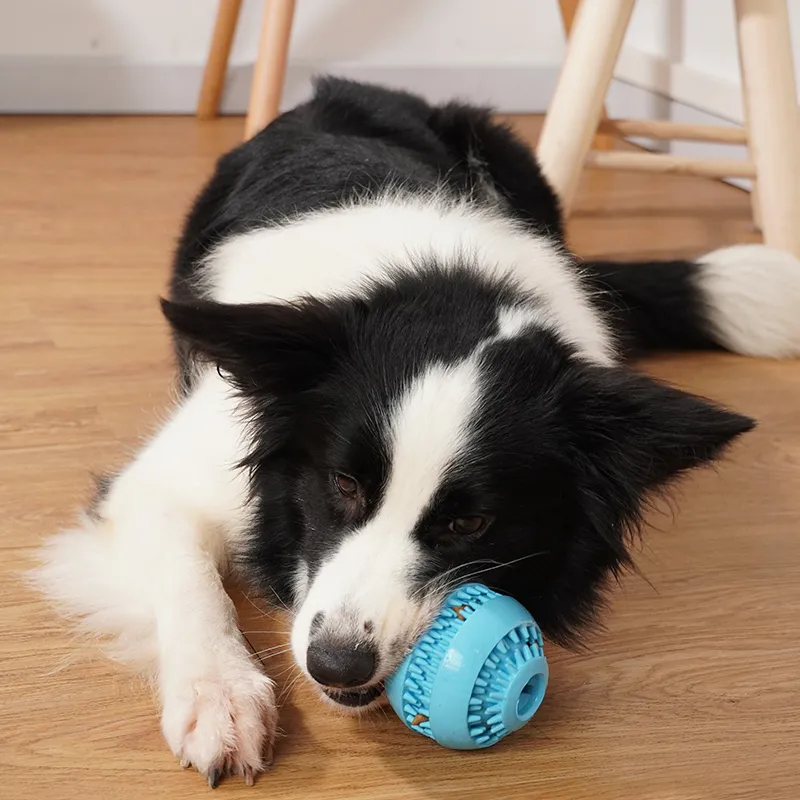 Baule de jouets pour chien en caoutchouc de nettoyage de dents