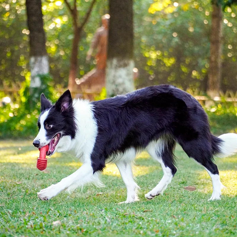 Jouet pour chiens résistant à la morsure d&#039;anneau fileté